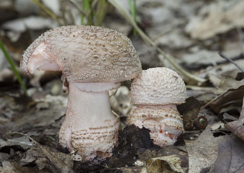 Amanita rubescens